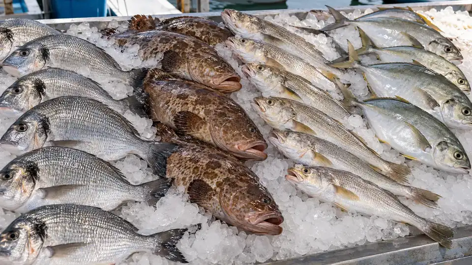 Fresh fish on ice: fresh bait and a fresh catch go together
