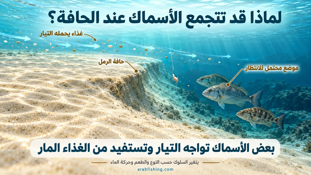 Illustration of fish gathering at the sand edge
