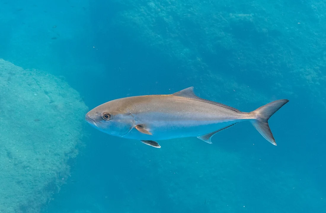 Greater amberjack