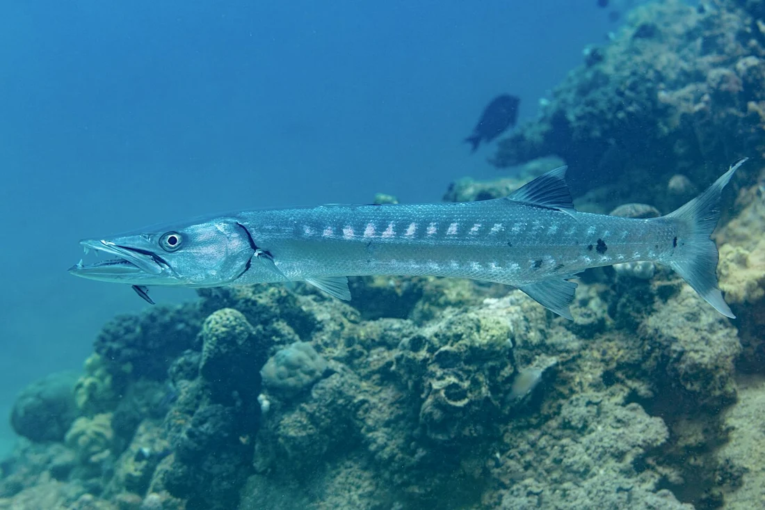 Barracuda