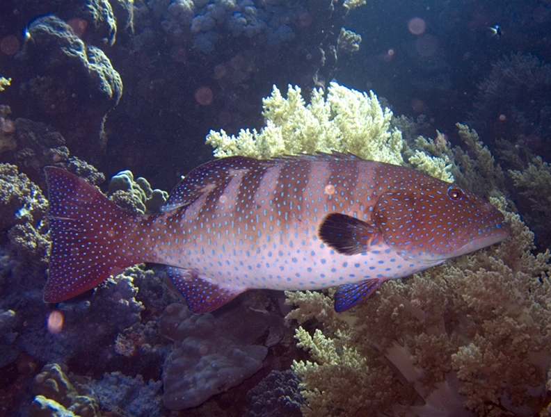 Coral trout (najil)