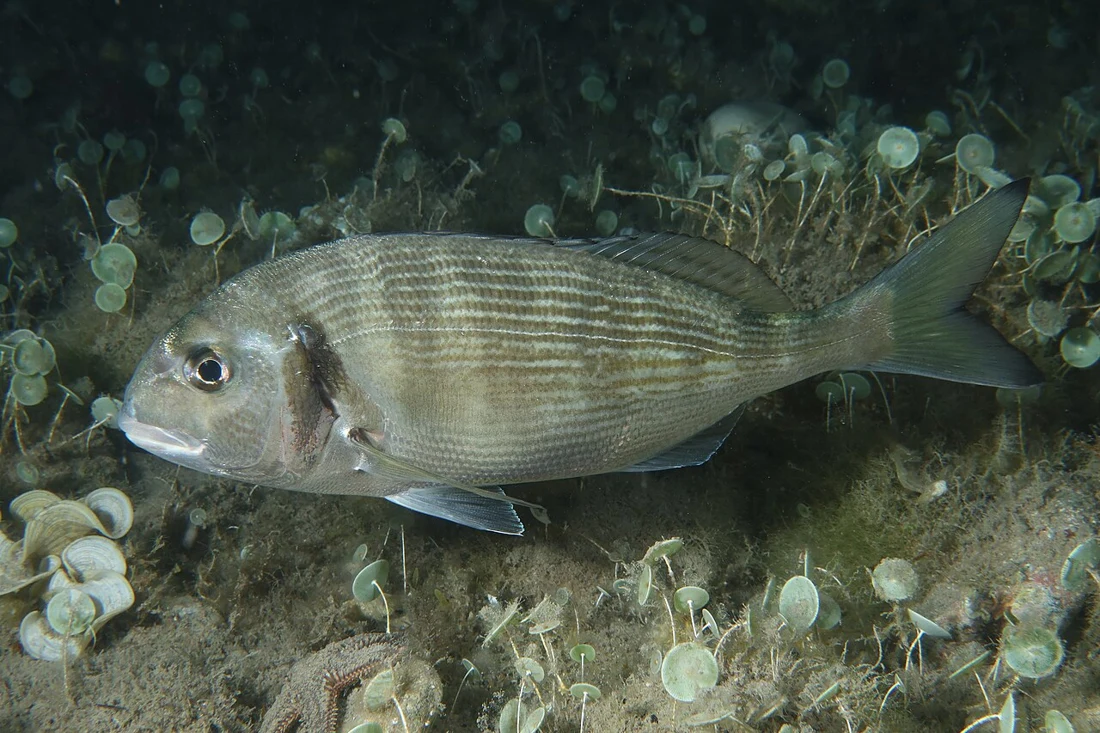 Gilthead seabream
