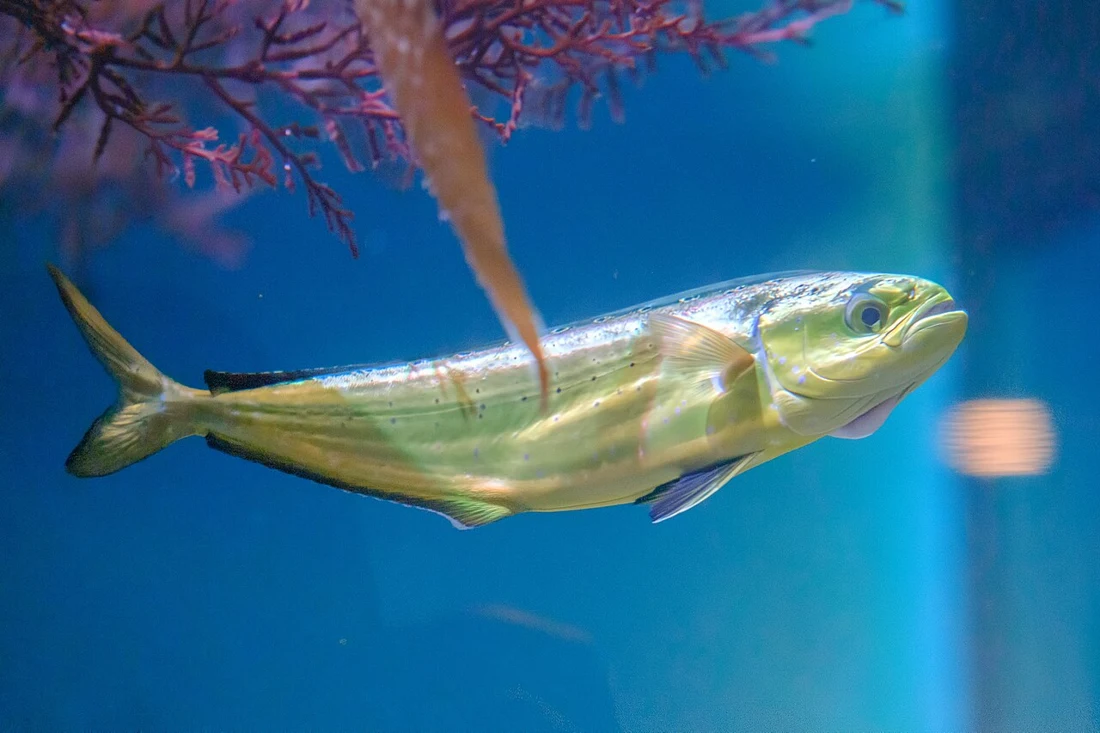 Mahi-mahi (dorado)