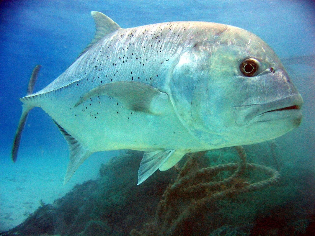 Giant trevally (GT)