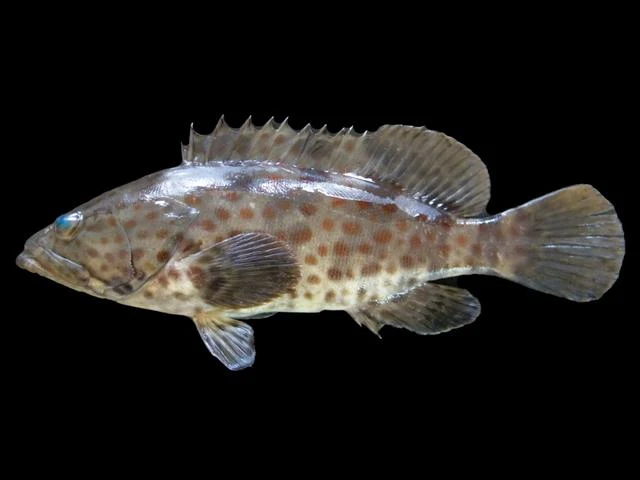 Hamour (grouper)