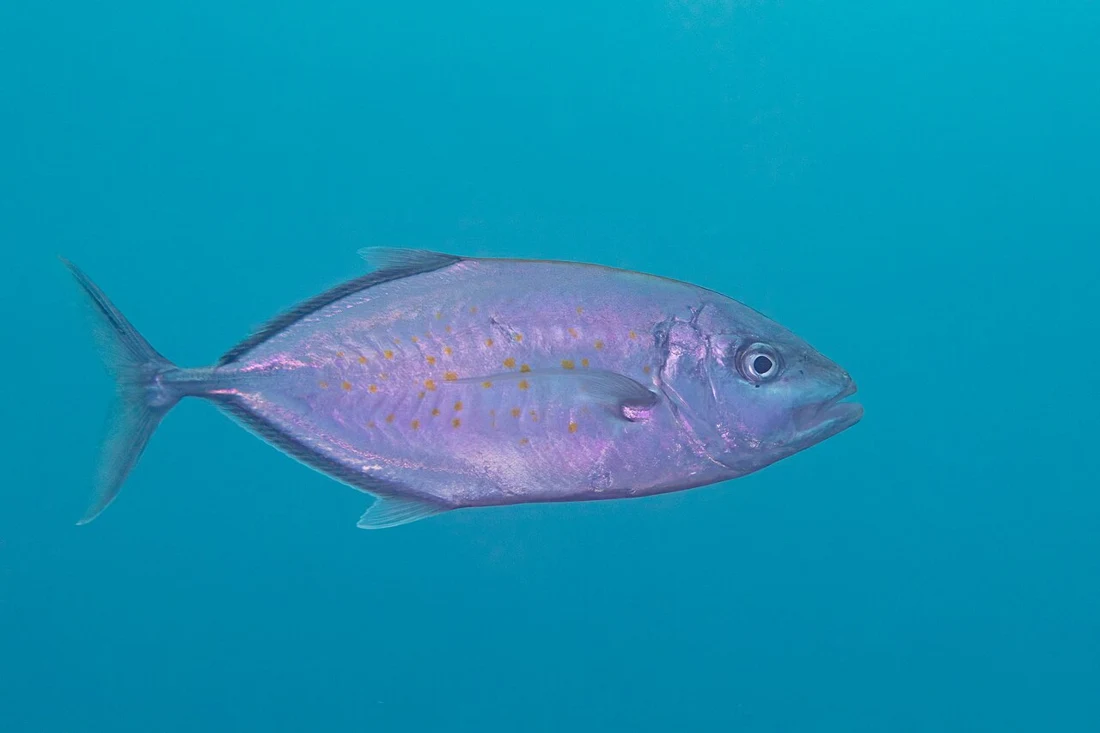 Trevally