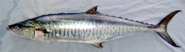 Kingfish (kanaad)