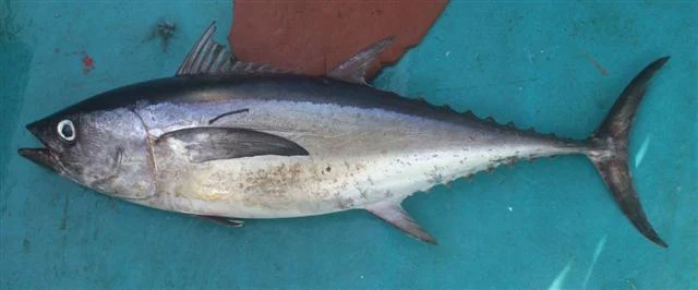 Longtail tuna