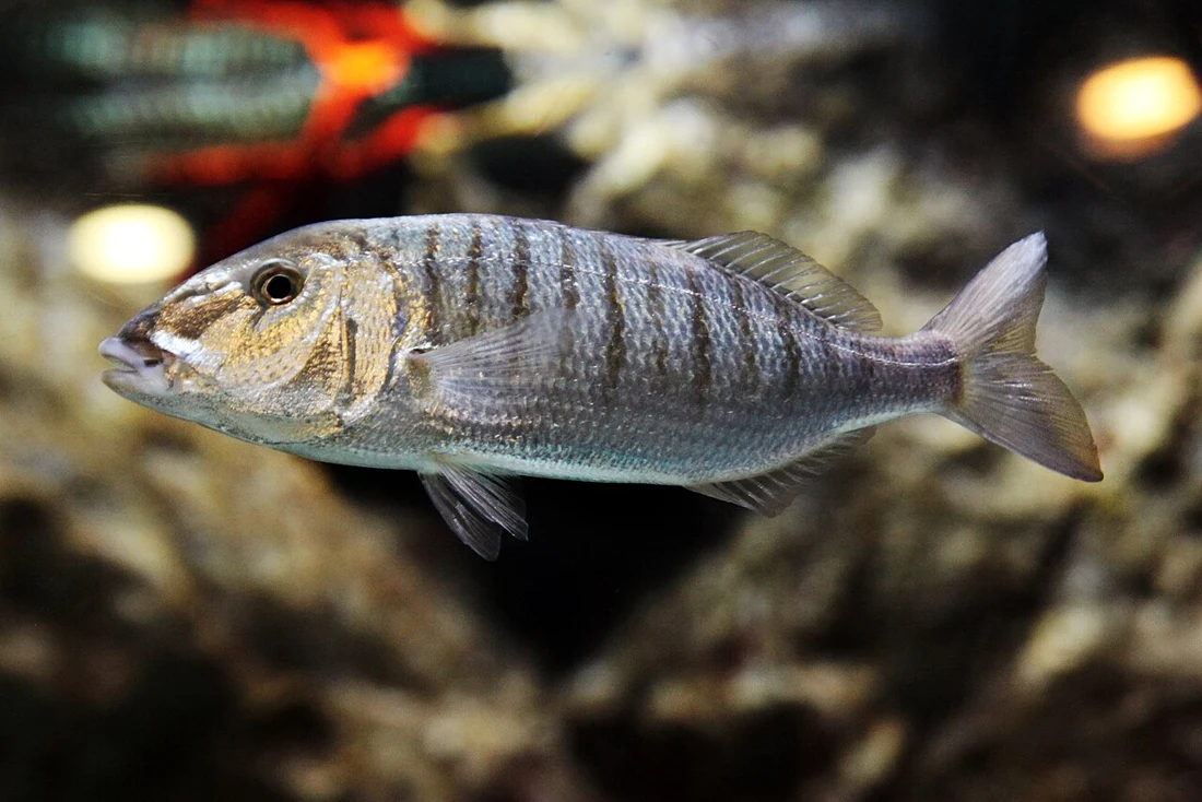 Sand steenbras