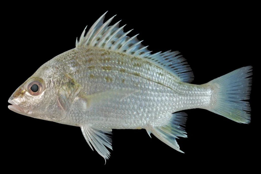Javelin grunter