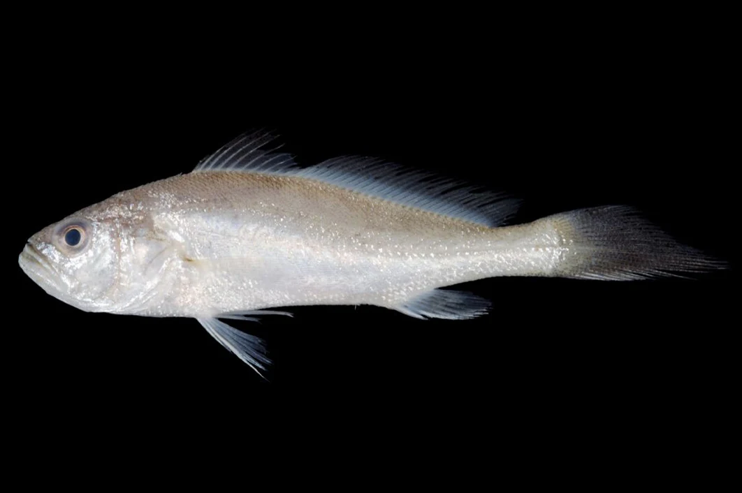 Tigertooth croaker