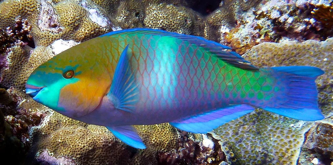 Parrotfish (hareed)