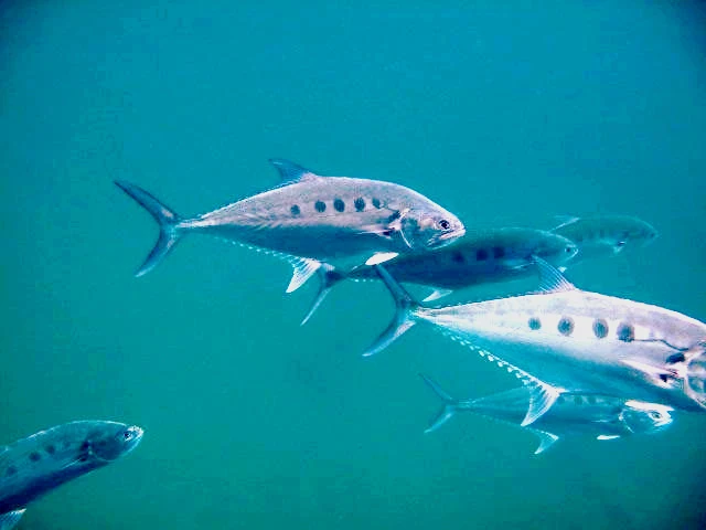 Queenfish