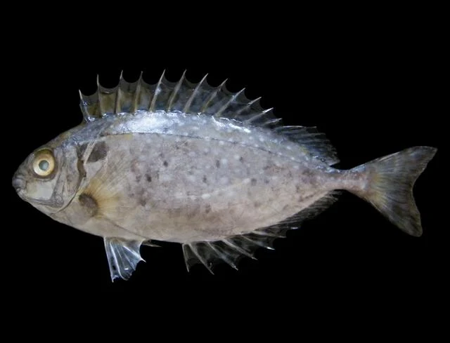 Rabbitfish (batata / safi)