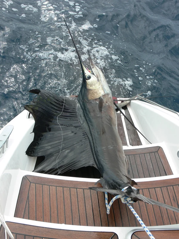 Sailfish
