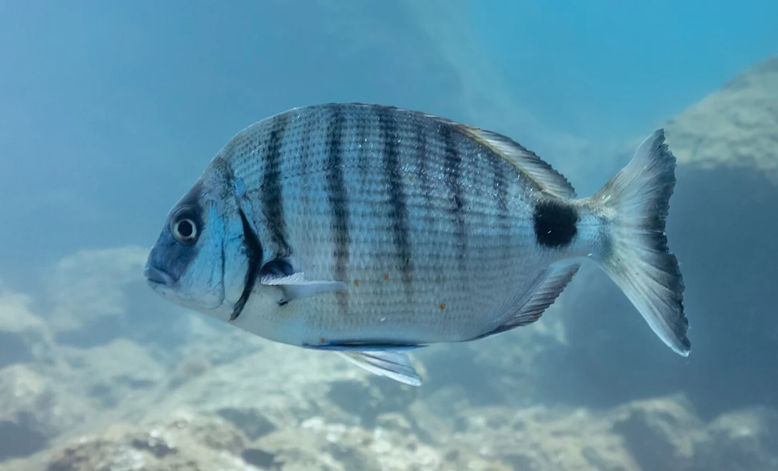 White seabream