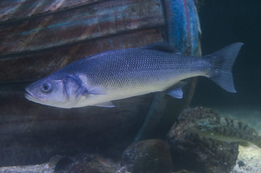 European sea bass