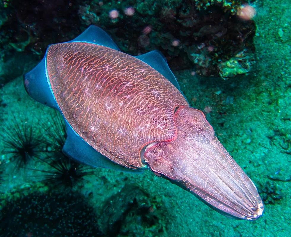 Cuttlefish
