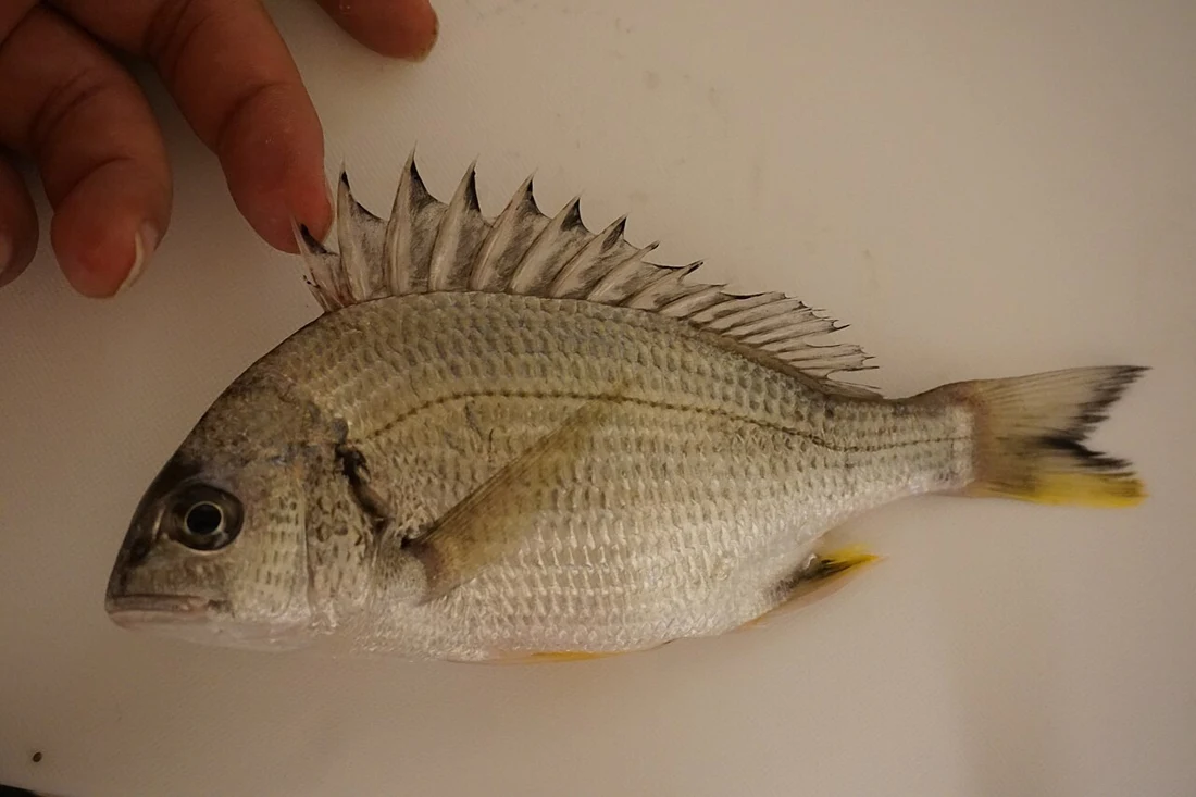 Yellowfin seabream