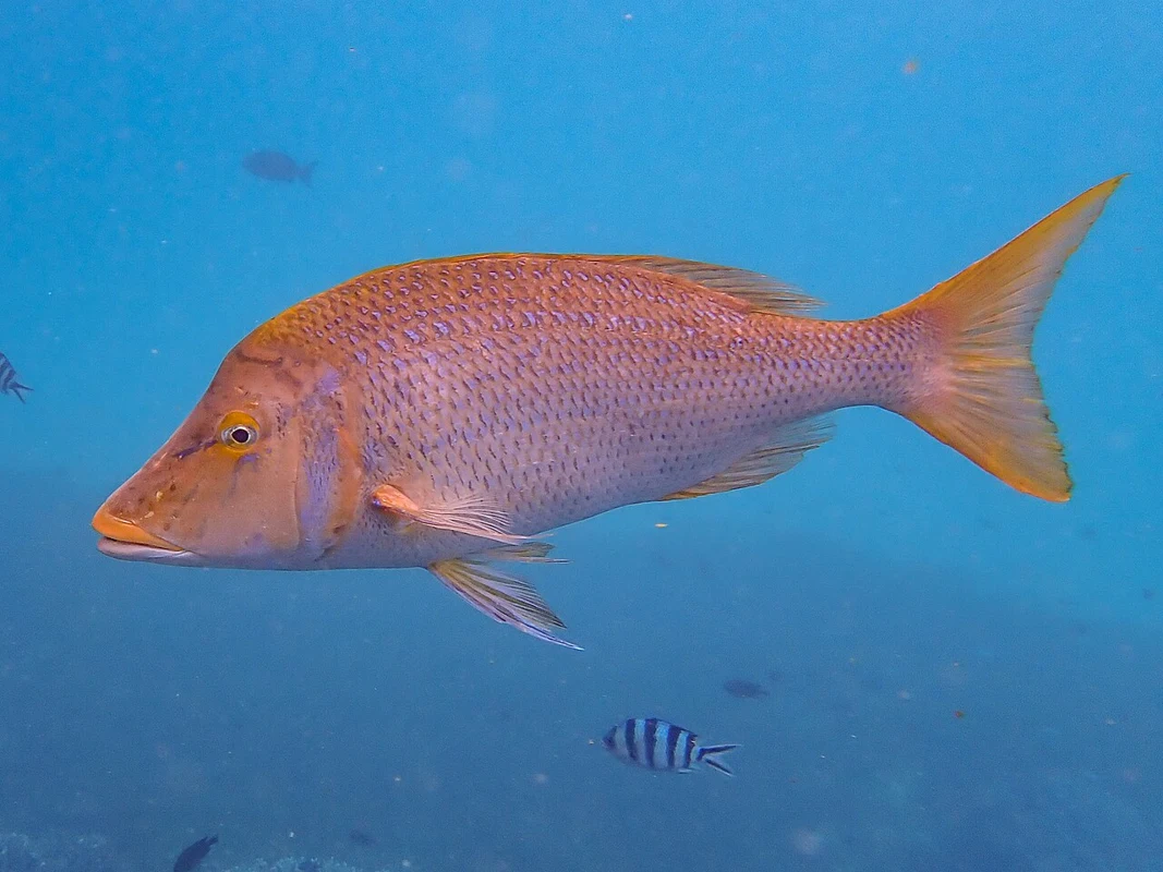 Spangled emperor