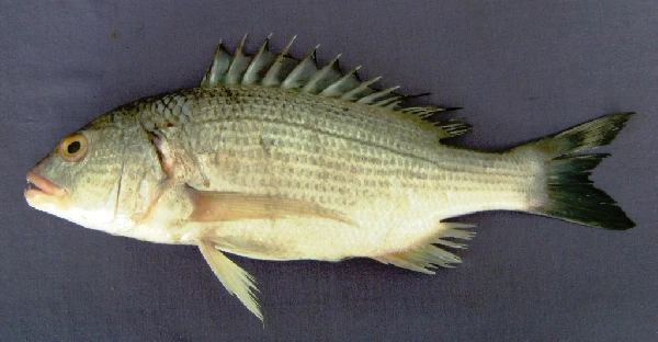 Sobaity seabream
