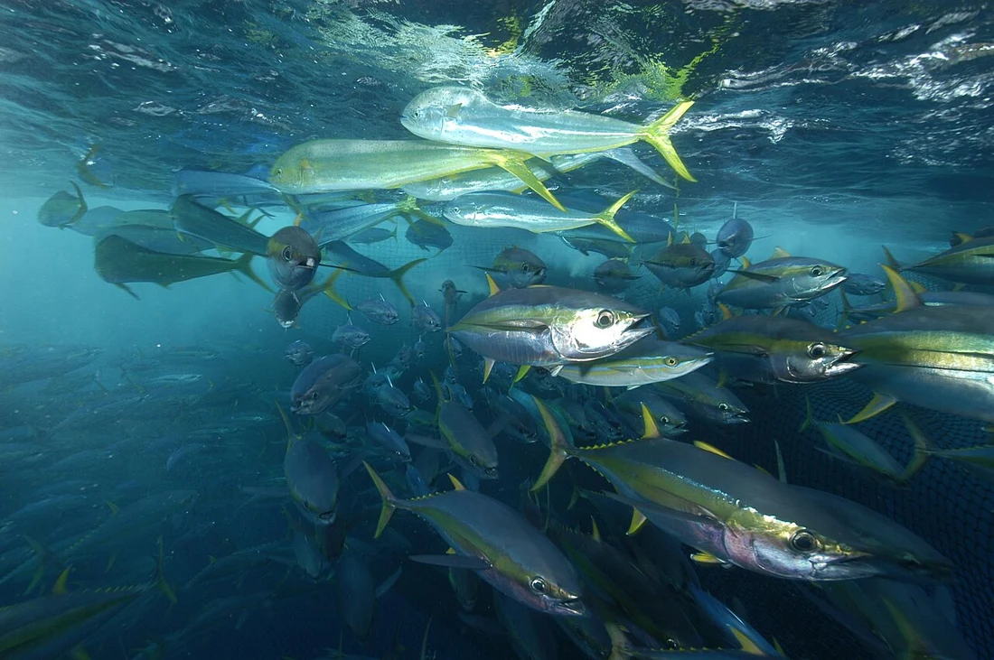 Yellowfin tuna