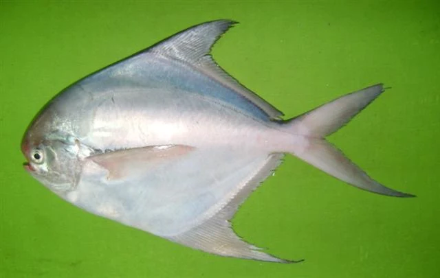 Silver pomfret